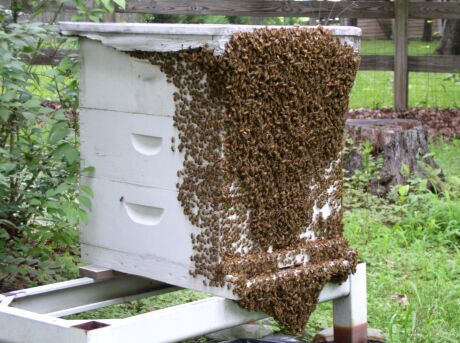 Hot Honeybees